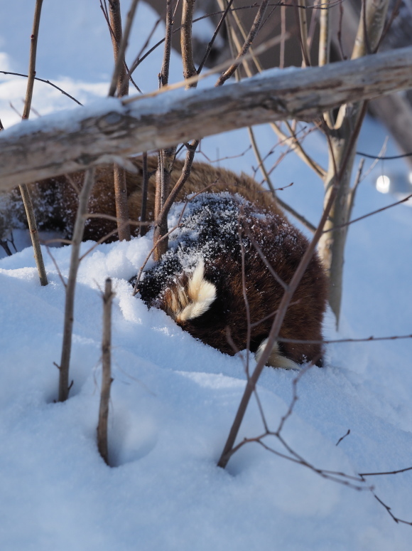 ココと新雪_a0149740_17560414.jpg