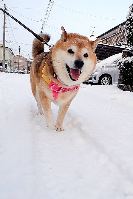 物真似上手_b0314043_08183707.jpg