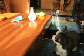 c0145250_14333379.gif