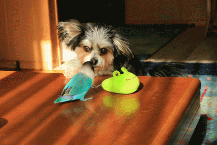 c0145250_14333802.gif