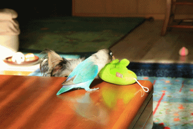 c0145250_14334103.gif