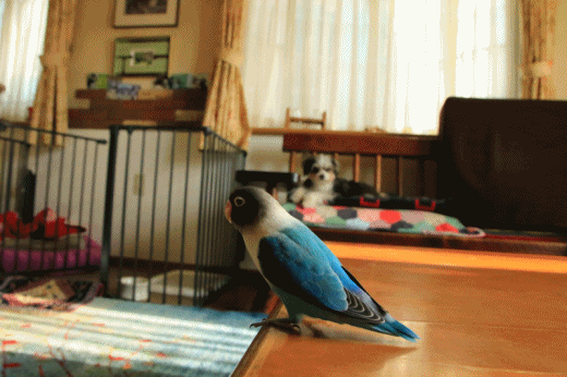 c0145250_14335145.gif