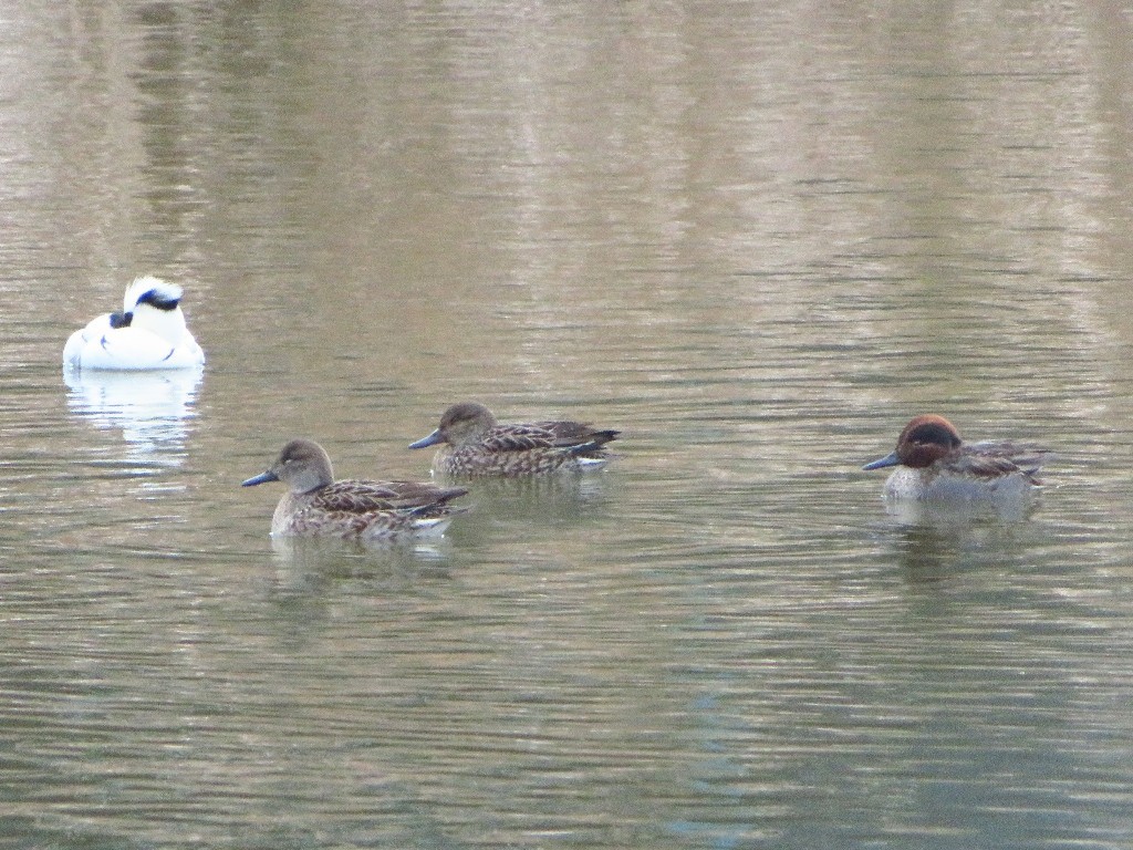 ミコアイサが別の池で..._a0018655_14340517.jpg