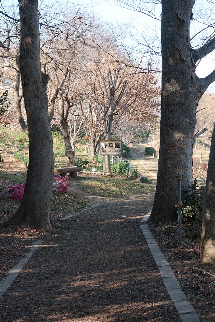 新河岸川沿いの遊歩道　～野草園～_a0107574_14382362.jpg