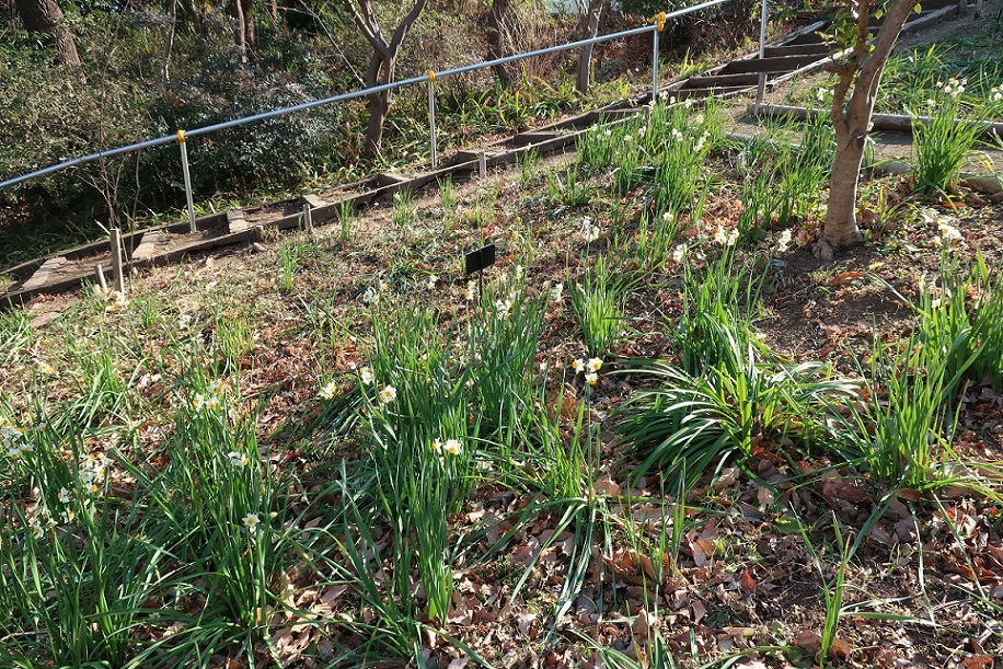 新河岸川沿いの遊歩道　～野草園～_a0107574_14383390.jpg