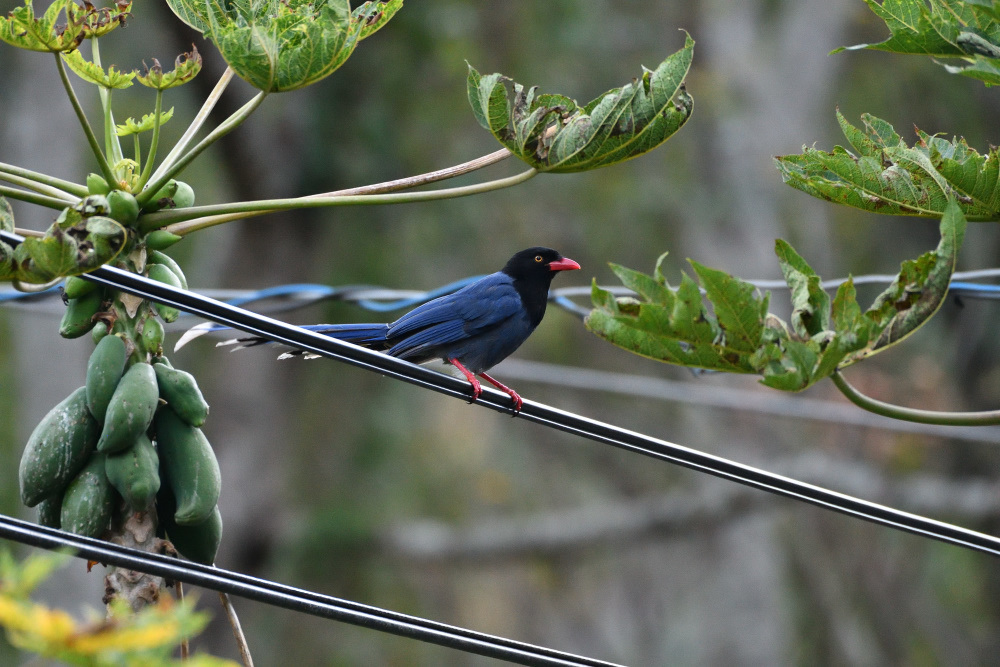 台湾野鳥撮影　その５_f0202686_16420266.jpg