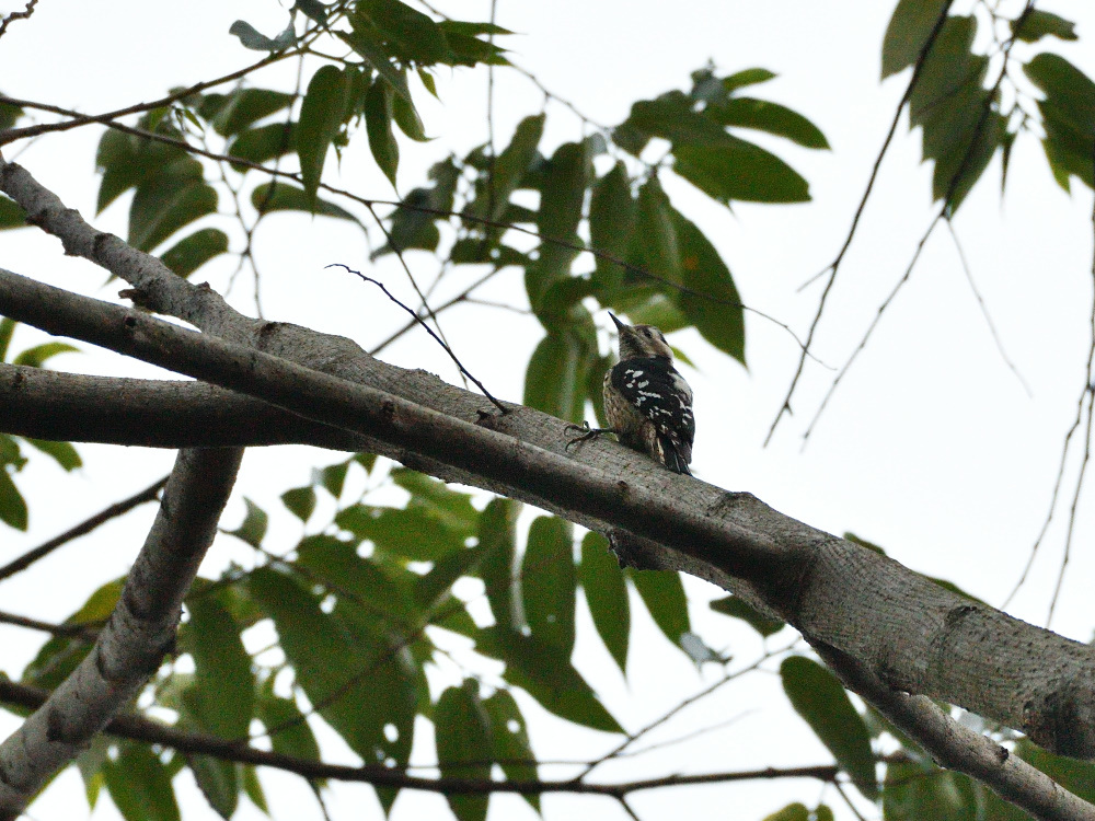 台湾野鳥撮影　その５_f0202686_16420813.jpg