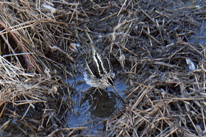 遊水池の鳥さん 田鷸 水鶏 他 風のむろさん 自然の詩