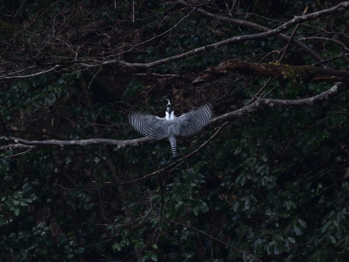 2019 01 29 島根ヤマセミ証拠写真_a0143491_21564511.jpg