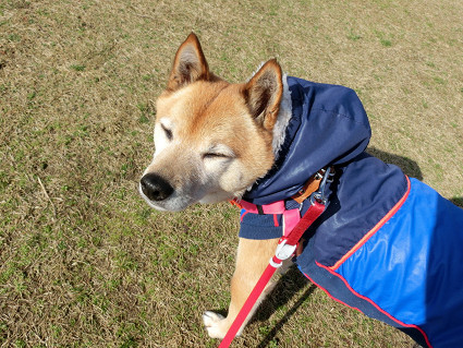 雪山で転がろうとするabby【動画】_a0345107_19125720.jpg