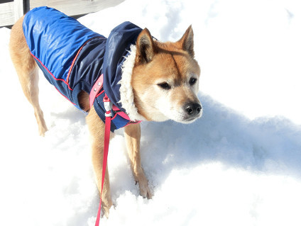 雪山で転がろうとするabby【動画】_a0345107_19131036.jpg