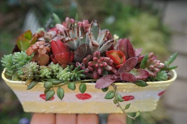 ケーキ鉢の多肉植物寄せ植え : マミィの花と手づくりの時間