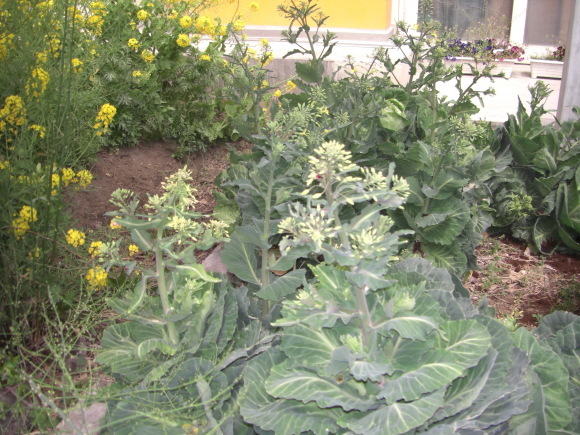 c0074721_16253344.jpg