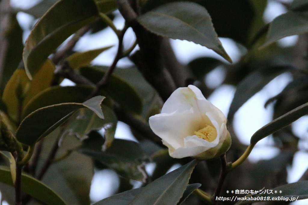 散歩道の椿の花が咲きだしてきました～(^^♪_e0052135_15454243.jpg