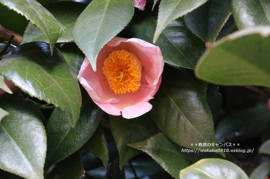 散歩道の椿の花が咲きだしてきました～(^^♪_e0052135_15460004.jpg