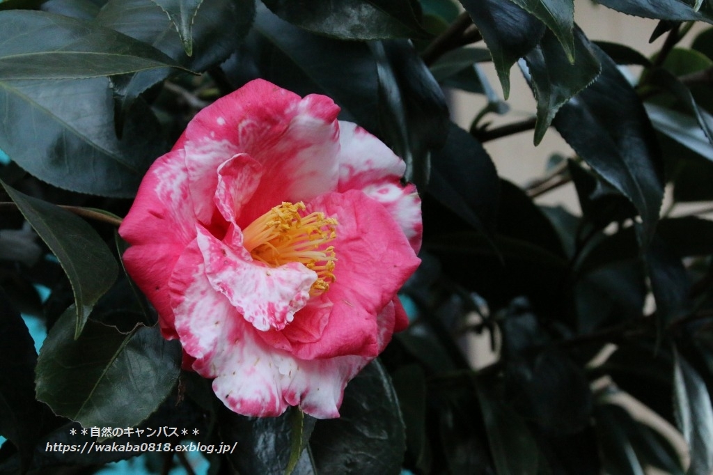 散歩道の椿の花が咲きだしてきました～(^^♪_e0052135_15460794.jpg