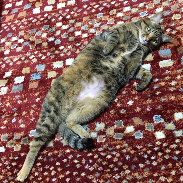 f0372445_08521435.jpeg