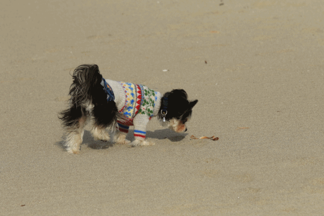 c0145250_10215758.gif
