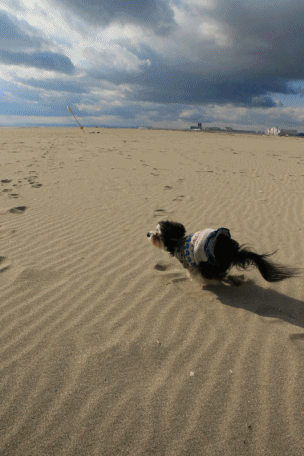 c0145250_10221397.gif
