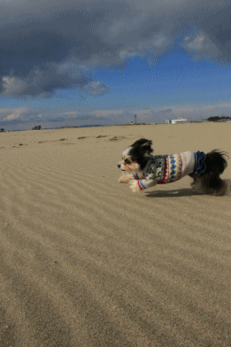 c0145250_10222916.gif