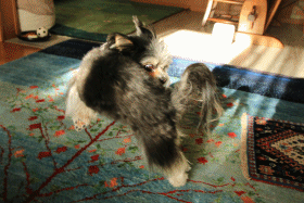 c0145250_15525470.gif