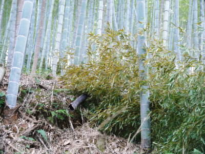 幻の白い「長生たけのこ」 徹底管理のたけのこ畑で毎年至高のたけのこを育てる匠(伐採作業2019その2)_a0254656_19065699.jpg