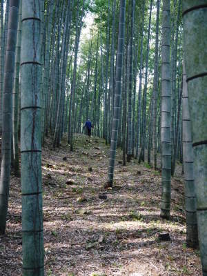 幻の白い「長生たけのこ」 徹底管理のたけのこ畑で毎年至高のたけのこを育てる匠(伐採作業2019その2)_a0254656_19315290.jpg