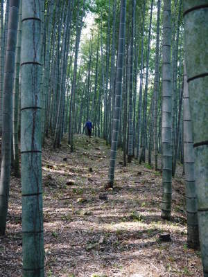 幻の白い「長生たけのこ」　匠の徹底管理のたけのこ畑で今年も至高のたけのこを育てます(2024/後編)_a0254656_19315290.jpg