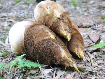 幻の白い「長生たけのこ」 徹底管理のたけのこ畑で毎年至高のたけのこを育てる匠(伐採作業2019その2)_a0254656_19340558.jpg