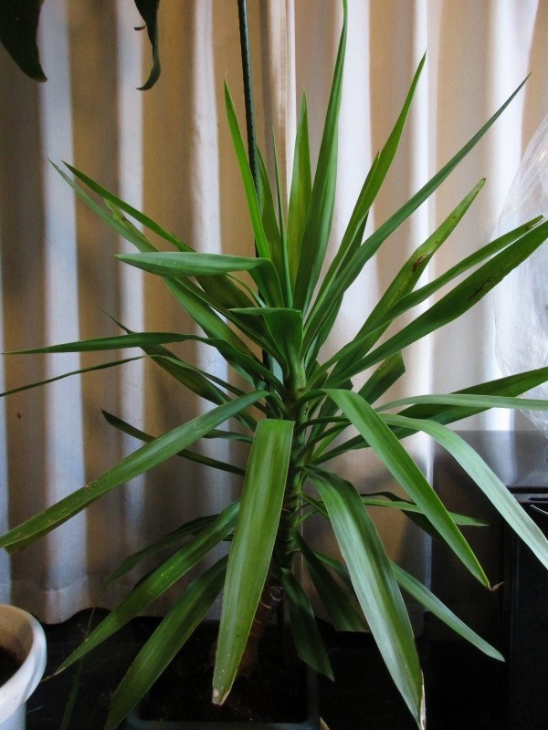 植物 支柱 孤影悄然 植物 支柱 孤影悄然