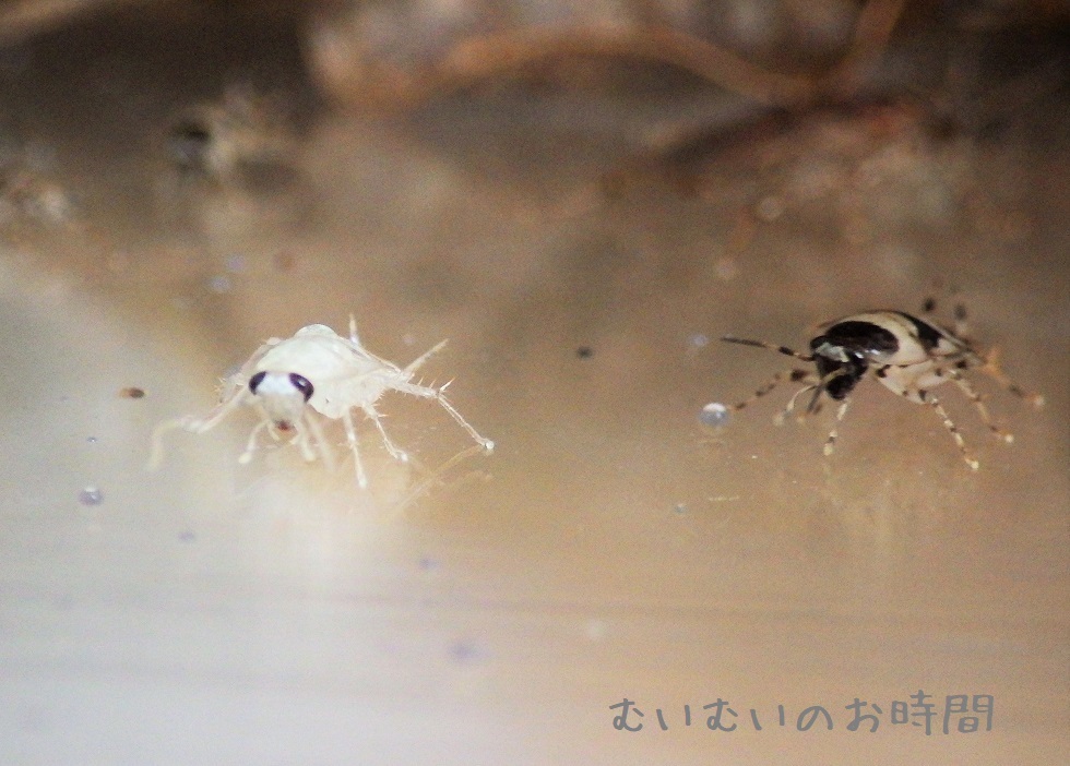 アミメヒラタゴキブリの幼虫 ～白いゴキとよつばのクローバ～ : むいむいのお時間