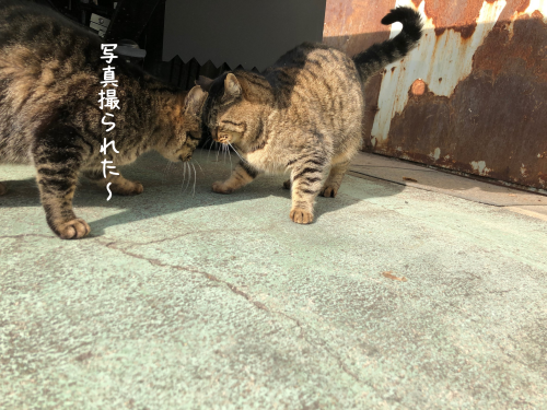 a0216583_22593635.png