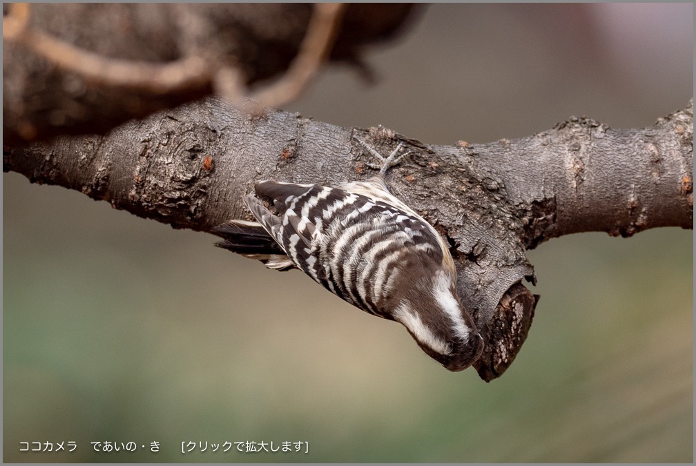 写真日記・久しぶりの探鳥＼(^o^)／・2019.1.30-本編_c0336400_13481532.jpg