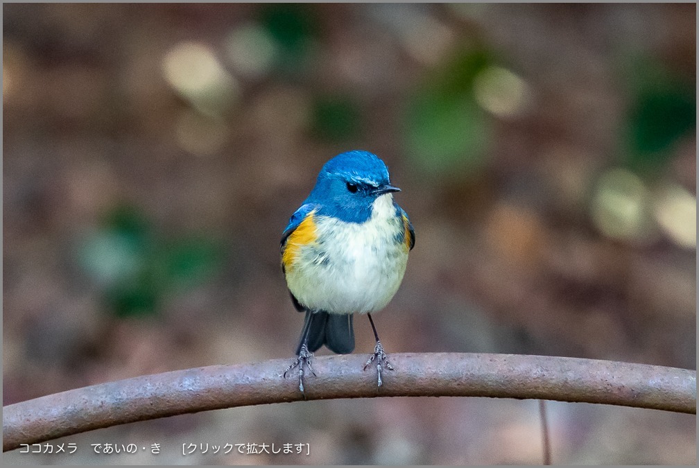 写真日記・久しぶりの探鳥＼(^o^)／・2019.1.30-本編_c0336400_17495391.jpg