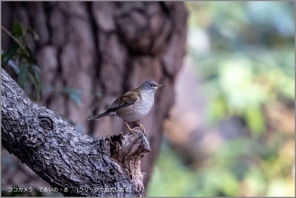 写真日記・久しぶりの探鳥＼(^o^)／・2019.1.30-本編_c0336400_17520214.jpg