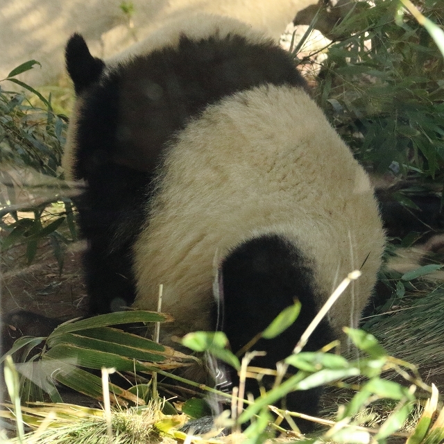 久しぶり、シャンシャン（シャンシャンの近況）_b0291402_08082364.jpg