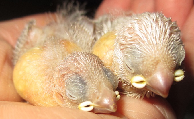ダイヤモンドフィインチ 文鳥 羽衣の雛ちゃん Botan123 の bird room ダイヤモンドフィインチ 文鳥 羽衣の雛ちゃん Botan123 の bird room