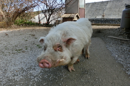 飼育イノシシに出遭った_d0272107_20290995.jpg