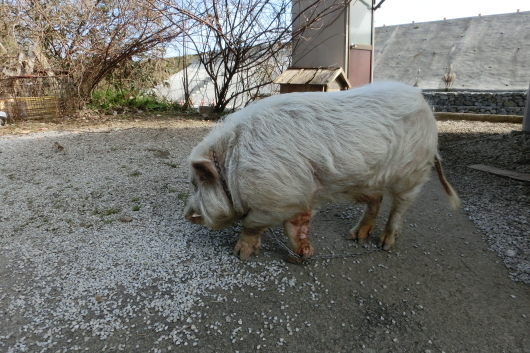 飼育イノシシに出遭った おらんくの自然満喫 飼育イノシシに出遭った おらんくの自然満喫