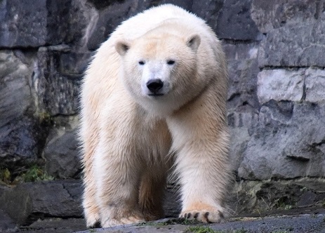 ベルリン動物園のヴァロージャがオランダ・レネンのアウヴェハンス動物園へ ～ 欧州の苦渋の選択_a0151913_21295138.jpg