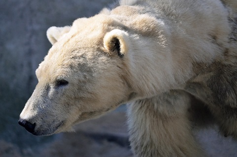 ベルリン動物園のヴァロージャがオランダ・レネンのアウヴェハンス動物園へ ～ 欧州の苦渋の選択_a0151913_21393595.jpg