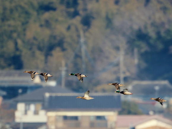 マガモの飛翔 HNP_d0346713_11465897.jpg