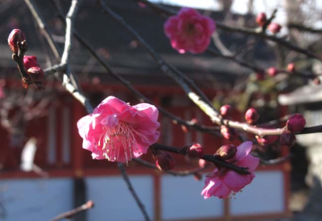 北野天満宮　早咲きの梅が盛り_e0048413_20452627.jpg