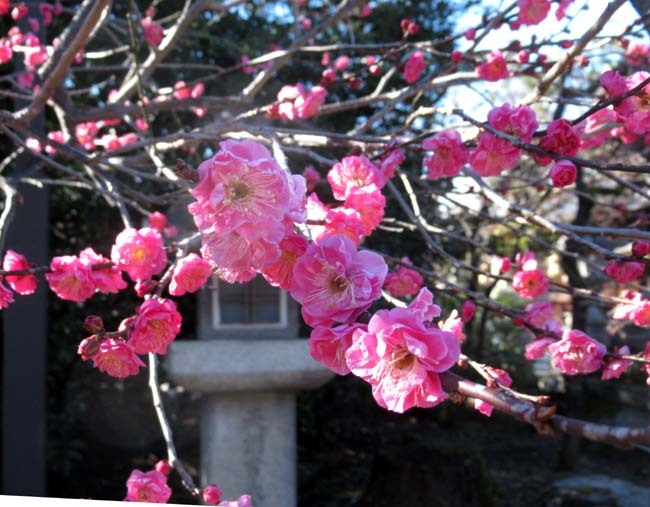 北野天満宮　早咲きの梅が盛り_e0048413_20453748.jpg