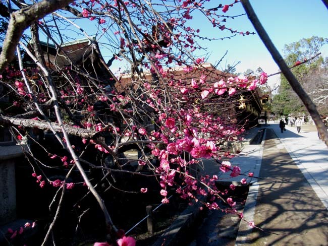 北野天満宮　早咲きの梅が盛り_e0048413_20454274.jpg