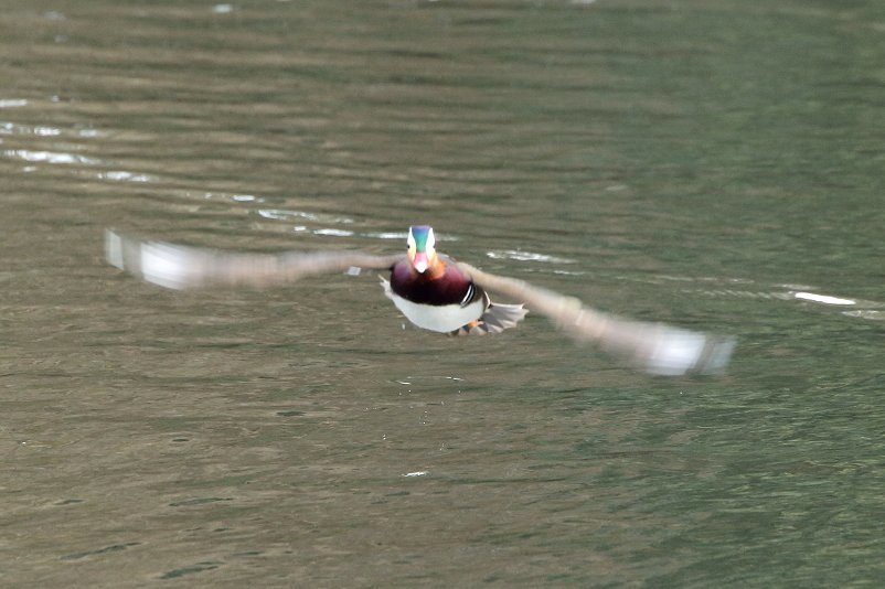 久しぶりの鳥見！_f0031423_09195294.jpg