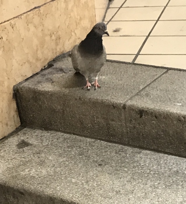 人混みの中の鳩_f0047623_12133236.jpeg