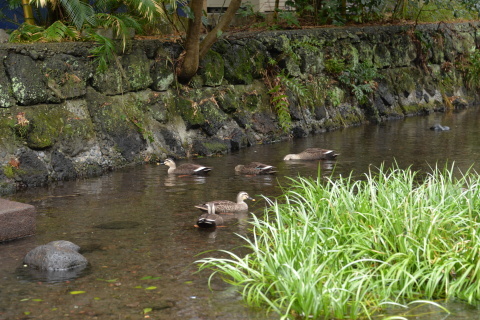 街中がせせらぎの三島_e0335926_20482044.jpg