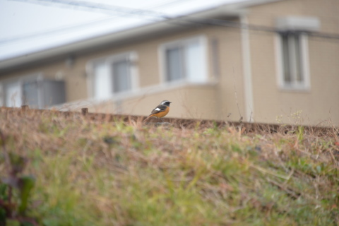 街中がせせらぎの三島_e0335926_21290193.jpg