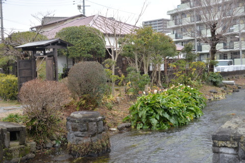 街中がせせらぎの三島_e0335926_21295050.jpg